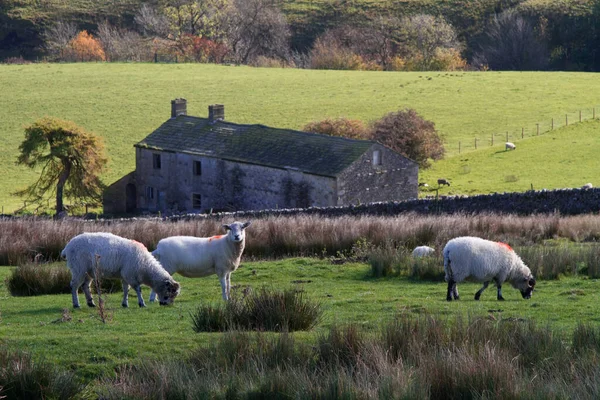 Yorkshire Dales Krajina Ovcemi — Stock fotografie