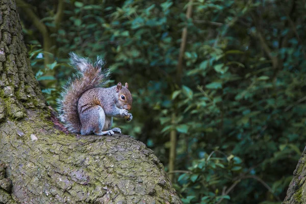 Eichhörnchen Frisst Eine Nuss — Stockfoto