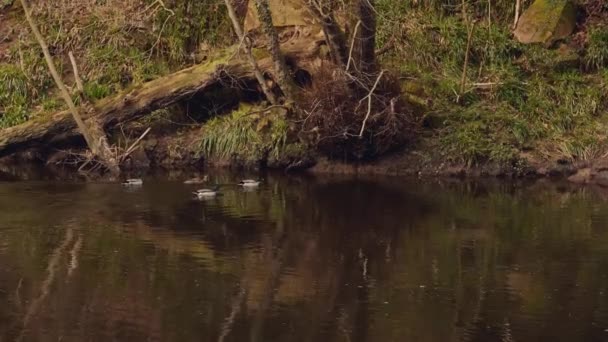 Una Familia Patos Nadando Río Medio Del Bosque — Vídeos de Stock