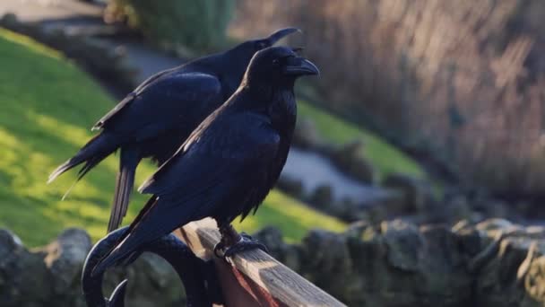 Две Черные Вороны Крупным Планом Визжат Сидя Скамейке Парке — стоковое видео