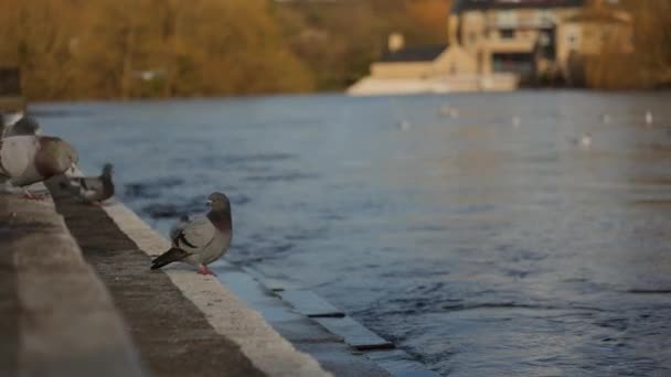 Group Pigeons Sat Riverbed High Level Flood Risk Winter — Stock Video