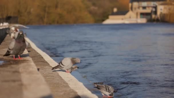 Grupp Duvor Satt Vid Flodbädd Hög Översvämningsrisk Vintern Storbritannien — Stockvideo