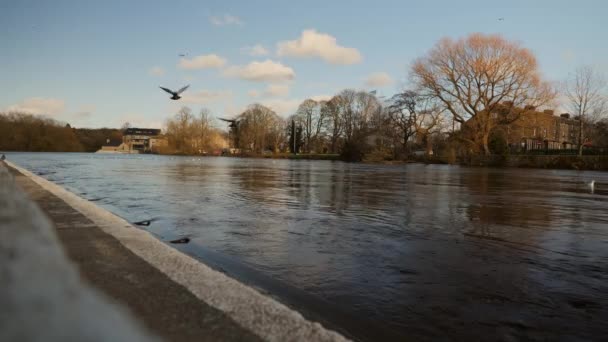 Groupe Pigeons Est Assis Sur Lit Une Rivière Pendant Risque — Video