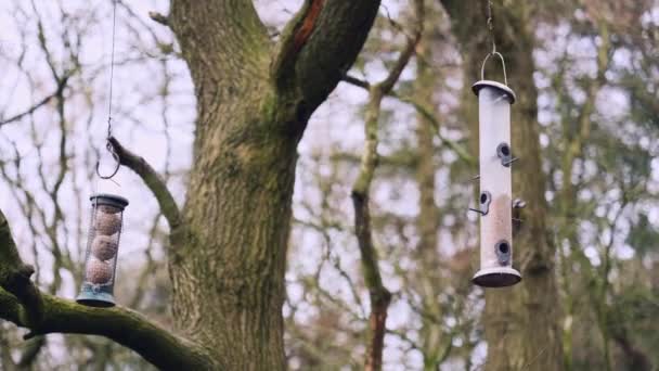 아름다운 노래하는 겨울날 가운데 나무에 매달려 먹이를 날아간다 — 비디오