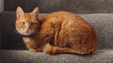 Güzel bir kızıl tekir kedi, pencerenin yakınındaki merdivende oturdu.