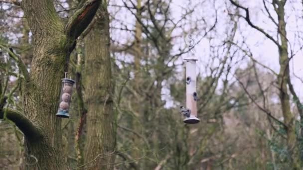 Красиві Співаючі Птахи Летять Годівниці Птахів Звисають Дерева Посеред Лісу — стокове відео