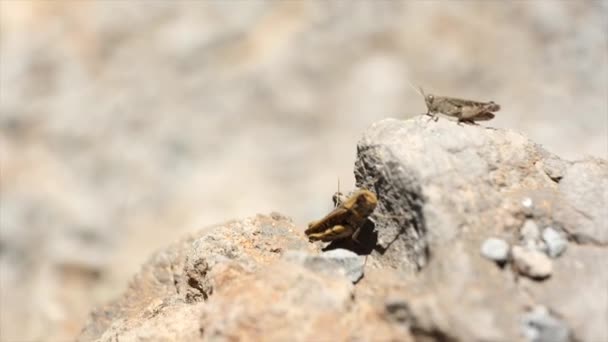 Zwei Grillen sitzen nebeneinander auf einem Felsen — Stockvideo