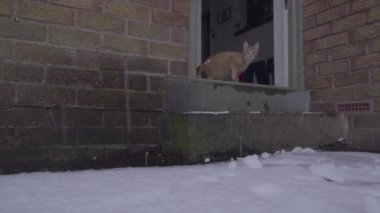 Ginger Tom Cat 'in ilk kez kar deneyimlediği komik bir video.