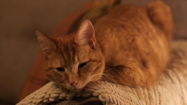 Τζίντζερ Τάμπι Τομ Γάτα Χαλάρωση Στην Πλευρά Μιας Πολυθρόνας Close — Αρχείο Βίντεο