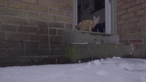 一段关于生姜汤姆猫第一次下雪的滑稽录像 — 图库视频影像