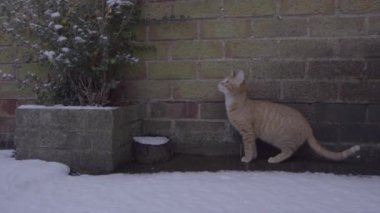 Ginger Tom Cat 'in ilk kez kar deneyimlediği komik bir video.