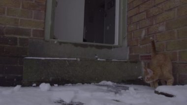 Ginger Tom Cat 'in ilk kez kar deneyimlediği komik bir video.