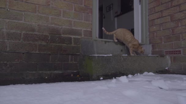 一段关于生姜汤姆猫第一次下雪的滑稽录像 — 图库视频影像