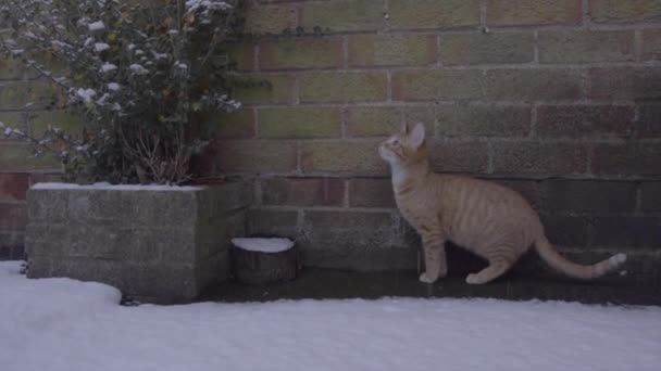 Divertido Video Ginger Tom Cat Experimentando Nieve Por Primera Vez — Vídeos de Stock