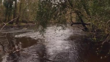 Kuzey Yorkshire 'da Nidderdale Olağanüstü Doğal Güzellik Bölgesi. Nidd nehrinin yanındaki ormanda bir patika.