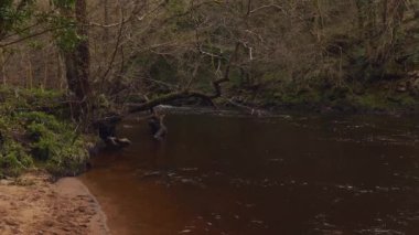 Kuzey Yorkshire 'da Nidderdale Olağanüstü Doğal Güzellik Bölgesi. Nidd nehrinin yanındaki ormanda bir patika.