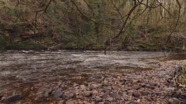 Kuzey Yorkshire 'da Nidderdale Olağanüstü Doğal Güzellik Bölgesi. Nidd nehrinin yanındaki ormanda bir patika.