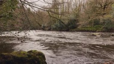 Kuzey Yorkshire 'da Nidderdale Olağanüstü Doğal Güzellik Bölgesi. Nidd nehrinin yanındaki ormanda bir patika.