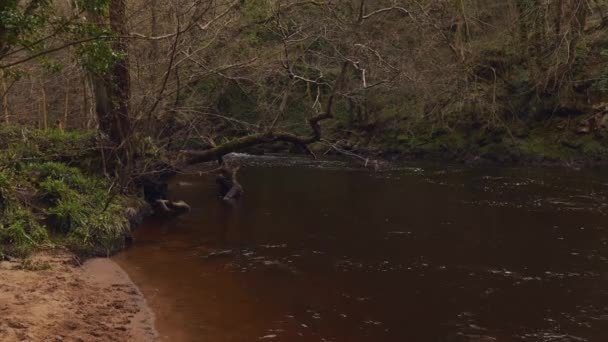 Nidderdale Area Outstanding Natural Beauty North Yorkshire Trail Woods River — Stock Video