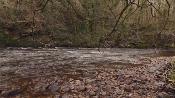 Kuzey Yorkshire Nidderdale Olağanüstü Doğal Güzellik Bölgesi Nidd Nehrinin Yanındaki — Stok video