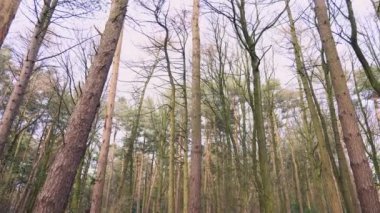 İngiltere 'nin kuzey Yorkshire kentindeki sık bir ormanın sakin bir görüntüsü.