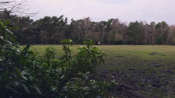 Ein Offenes Freizeitpark Feld Einem Bewölkten Tag Yorkshire England — Stockvideo