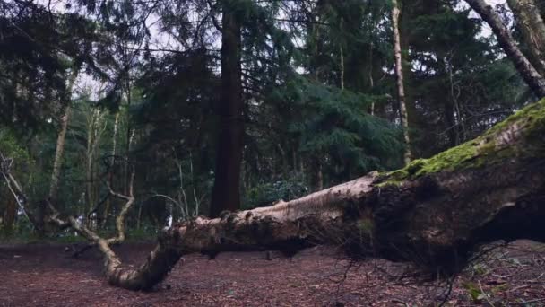 Mírumilovný Záběr Hustého Lesa Severním Yorkshiru Anglii Během Zatažené Zimy — Stock video