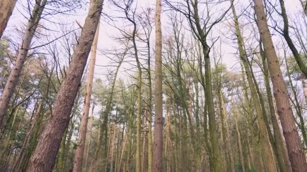 Mírumilovný Záběr Hustého Lesa Severním Yorkshiru Anglii Během Zamračeného Zimního — Stock video
