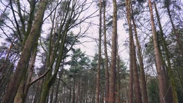 Pokojowe Ujęcie Gęstego Lasu Północnym Yorkshire Anglii Podczas Pochmurnego Zimowego — Wideo stockowe