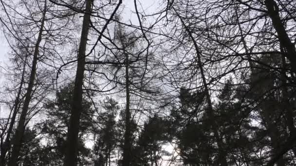 Plan Paisible Une Forêt Dense Dans Nord Yorkshire Angleterre Par — Video