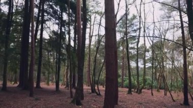 İngiltere 'nin kuzey Yorkshire kentindeki sık bir ormanın bulutlu bir kış gününde barışçıl bir şekilde çekilmesi.