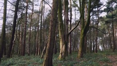 İngiltere 'nin kuzey Yorkshire kentindeki sık bir ormanın bulutlu bir kış gününde huzurlu bir şekilde çekilmesi.