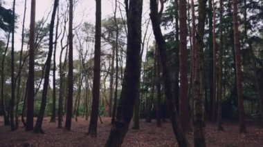 İngiltere 'nin Kuzey Yorkshire kentindeki sık bir ormanın, bulutlu bir kış gününde huzurlu bir sol kroşesi.