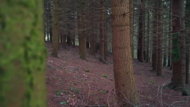 Uma Densa Floresta Nua Árvores Sem Folhas Durante Eithe Final — Vídeo de Stock