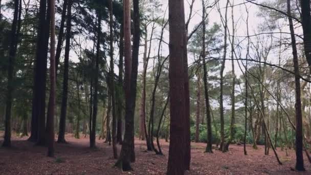Un coup de pouce paisible à travers une forêt dense dans le nord du yorkshire en Angleterre lors d'une journée d'hiver couvert