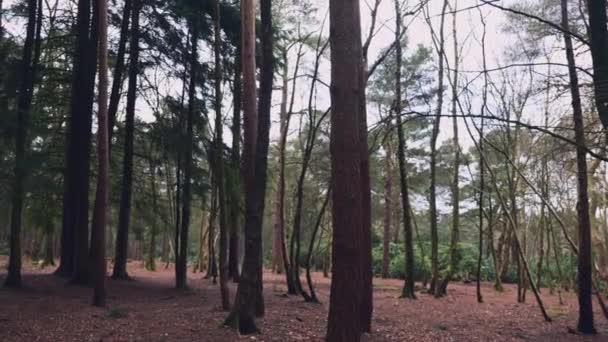 Coup Pouce Paisible Travers Une Forêt Dense Dans Nord Yorkshire — Video