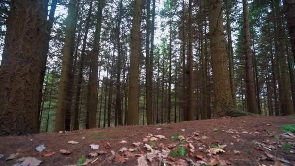 Uma Densa Floresta Nua Árvores Sem Folhas Durante Eithe Final — Vídeo de Stock