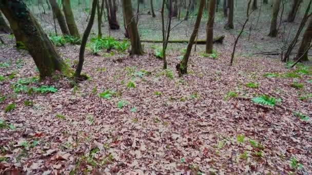 Sűrű Csupasz Levelek Nélküli Erdő Tél Közepén Egy Borús Napon — Stock videók