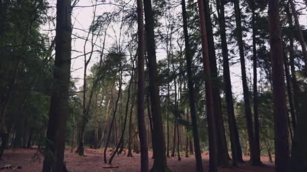 Tiro Direito Panning Pacífica Uma Floresta Densa Norte Yorkshire Inglaterra — Vídeo de Stock