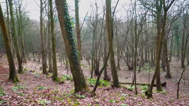 Forêt dense d'arbres dénudés, sans feuilles, à la fin de l'automne ou au milieu de l'hiver, par temps couvert. C'est une casserole à droite pour révéler l'arbre forestier abattu.