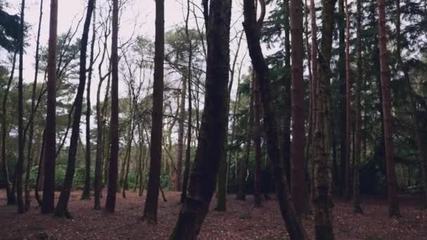 Un panoramique paisible à gauche d'une forêt dense dans le nord du yorkshire en Angleterre lors d'une journée d'hivers nuageux