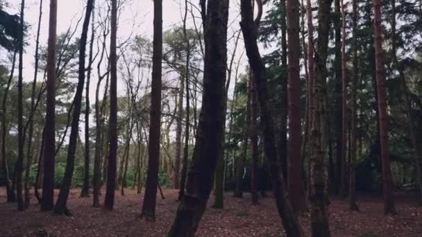 Tiro Esquerda Pacífico Uma Floresta Densa Norte Yorkshire Inglaterra Durante — Vídeo de Stock