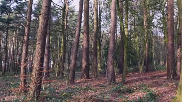 曇り空の冬の日の間 イングランド北部のヨークシャーの鬱蒼とした森の左のショット — ストック動画