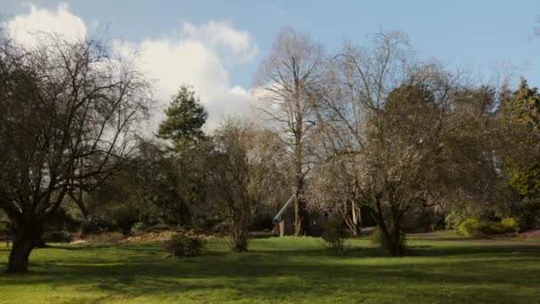 Ein Weißer Blütenbaum Der Gerade Frühlingsbeginn Einem Örtlichen Park Großbritannien — Stockvideo