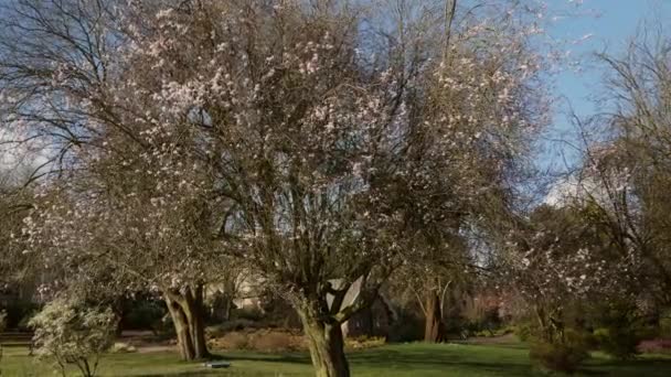 Ein Schwenkbild Eines Weißen Blütenbaums Der Gerade Beginn Des Frühlings — Stockvideo