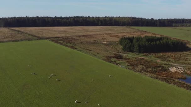 Nagranie Drona Yorkshire England Owcami Pierwszym Planie Lasem Oddali — Wideo stockowe