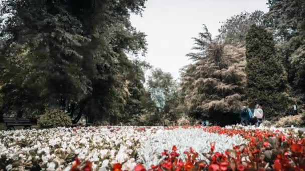 Timelapse Människor Som Går Allmän Park Harrogate Med Vackra Blommor — Stockvideo