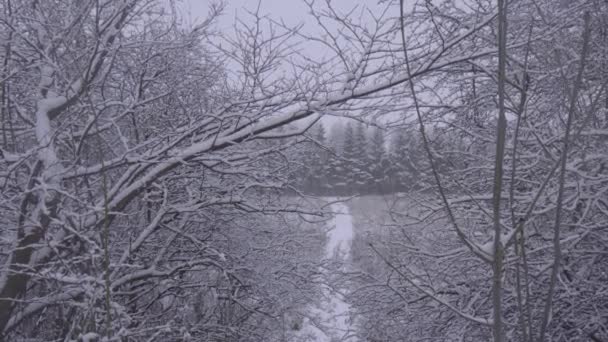 Χιόνισμα Μια Όμορφη Δασική Περιοχή Κατά Διάρκεια Του Χειμώνα Πουλιά — Αρχείο Βίντεο