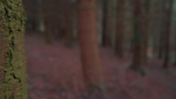 Um tiro rotacional atrás de uma rocha torcendo para revelar a bela vista entre alguns pinheiros espelhados — Vídeo de Stock