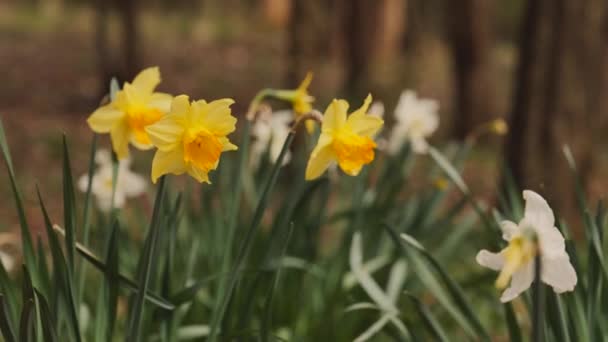 Gele Narcis Close Close Van Enkele Narcissen Het Wild — Stockvideo